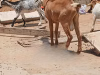 Capre (lot, sex nespecificat), Red Sokoto goat — foto 3