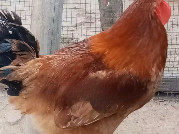 Chickens — Ghana