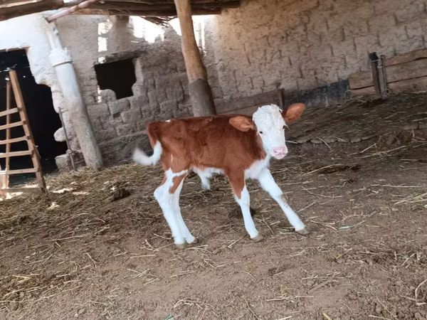 Bull, Simmental cattle — Kazakhstan