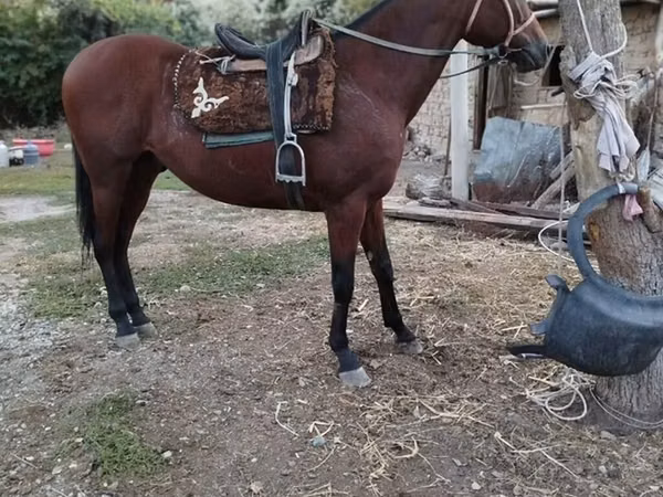 Horse (M), Thoroughbred horse — Kyrgyzstan