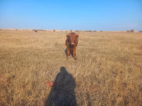 公牛, Cattle — 照片 2