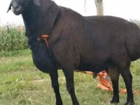 قوچ, Rhon sheep — عکس 5