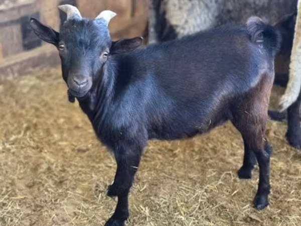 Caprone, Dutch Landrace goats