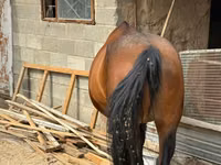Mare, Horses — photo 4