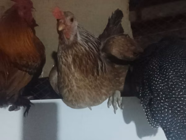 Chickens — Kirgistaan