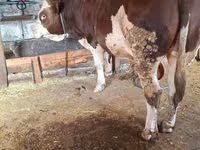公牛, Simmental cattle — 照片 3