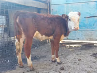 Cow, Hereford — photo 3