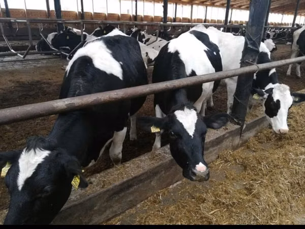 Cow, Holstein breed