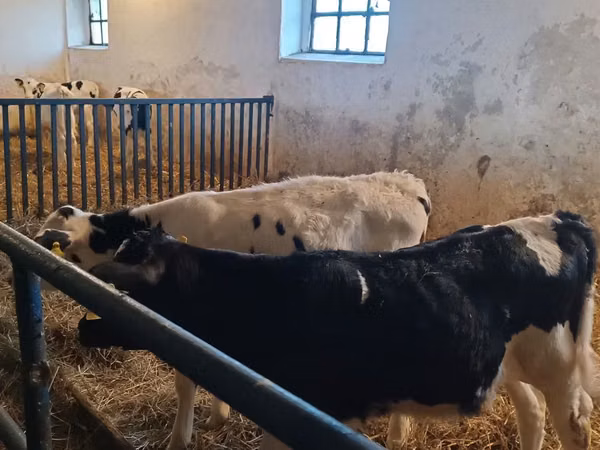 Banteng, Russian Black pied cattle