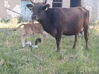 Cow, Cattle — photo 1
