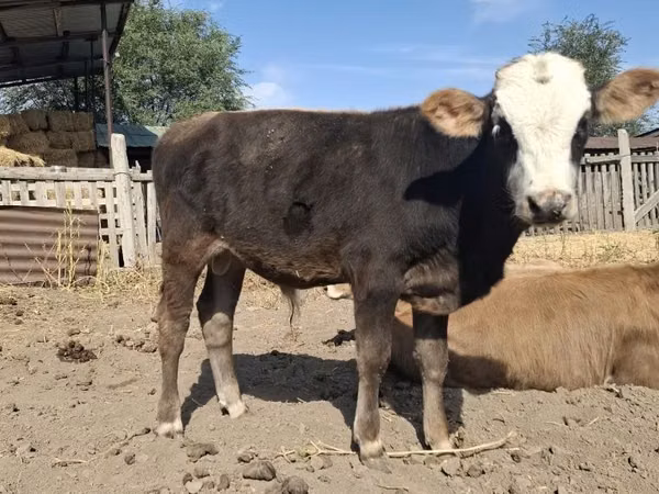 Bull, Hereford — Kazakhstan