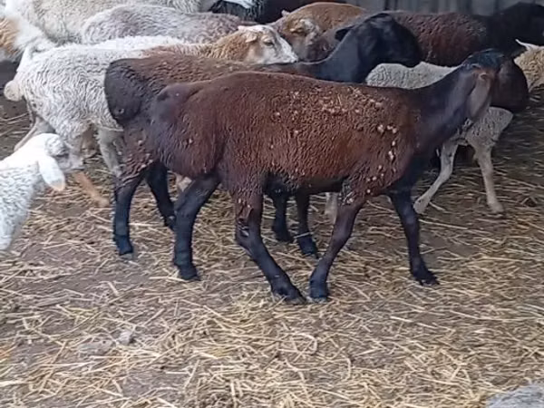 Ram, Hissar sheep — Kazakhstan
