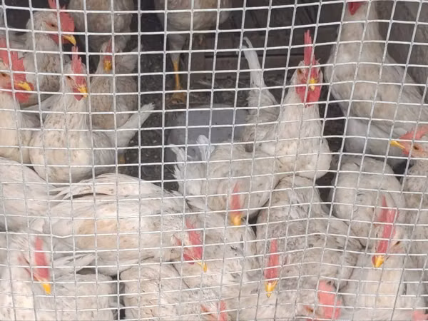 Chickens — Uzbekistan