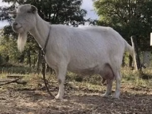 Goat, Saanen goat