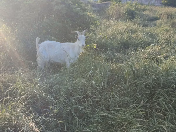 Goat, Goats
