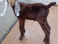 Billy Goat, Nubian Goat — photo 2