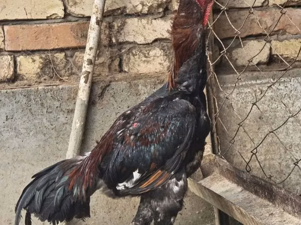 Shamo chickens