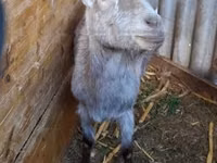 Kambing betina, Goats — foto 1