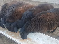Kambing jantan, Sheep — foto 5