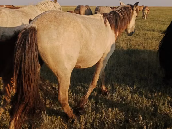Mare, Horses — Kazakhstan