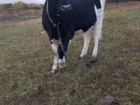 گاو ماده, Russian Black pied cattle — عکس 4