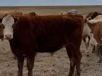 公牛, Kazakh White-headed cow — 照片 1