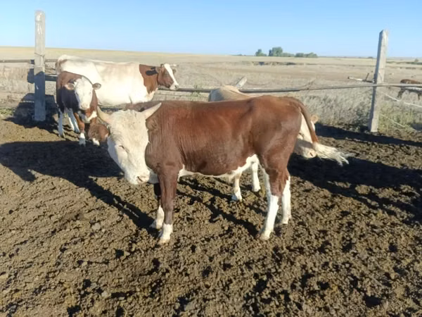 公牛, Simmental cattle — 哈萨克斯坦