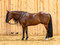 公马, Quarter Horse — 照片 3