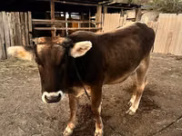 Cow, Alatau breed — photo 5