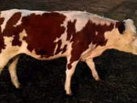 公牛, Swiss cattle — 照片 3