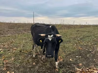 Krowa, Russian Black pied cattle — zdjęcie 1