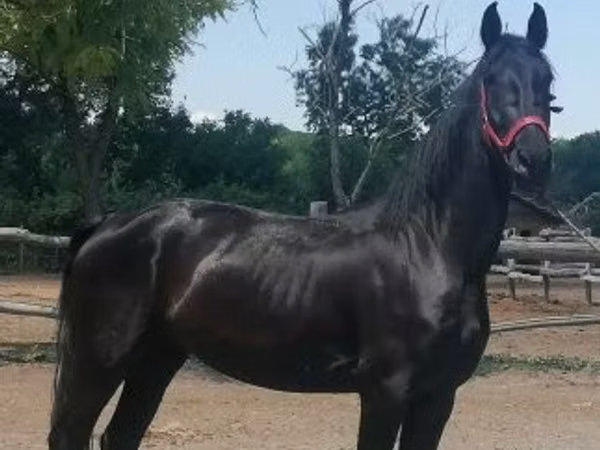 Mare, Friesian