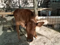 Cow, Cattle — photo 3