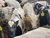 গবাদি পশু (দল, লিঙ্গ উল্লেখ নেই), Simmental cattle — ছবি 4
