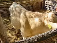 Lo’, Simmental cattle — sawirka 2