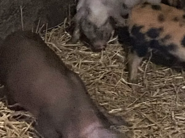 Babi hutan, Pigs — Moldova