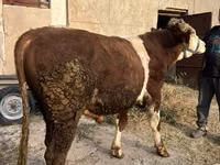 公牛, Simmental cattle — 照片 1