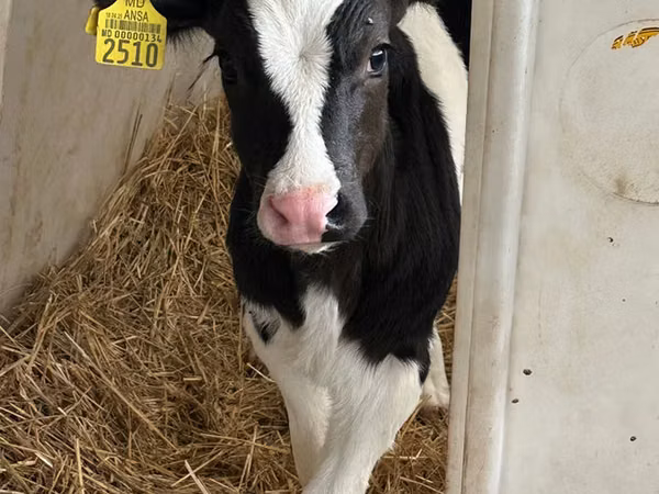 Bull, Russian Black pied cattle