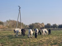 قوچ, گوسفند — عکس 1