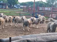 绵羊（批次，未指定性别）, Merino sheep — 照片 2