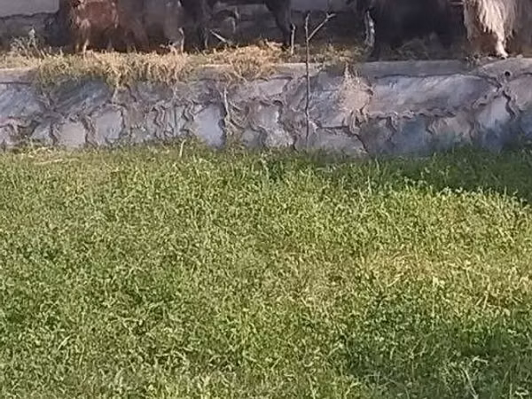 Capra, Alpine goat