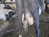 母牛, Holstein breed — 照片 4