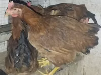 Chickens — foto 3