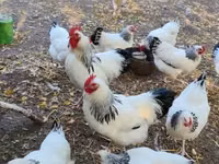 ساسکس — عکس 5