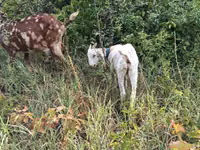 تيس, Nubian Goat — الصورة 1