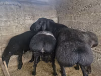 公羊, Sheep — 照片 2