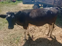 गाय, मवेशी — फ़ोटो 1