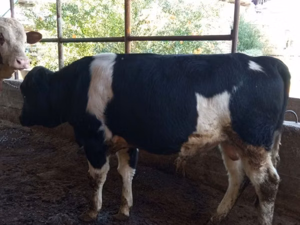 公牛, Russian Black pied cattle — 乌兹别克斯坦