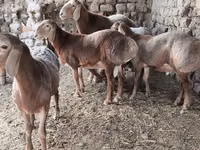 Ram, Arashan sheep — photo 3