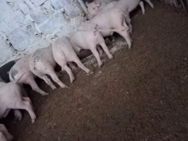 Pigs (batch, sex not specified), 